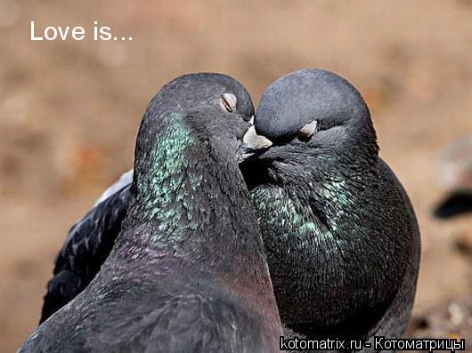 ... Котоматрица: