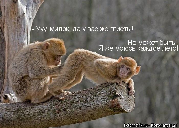 Котоматрица: 