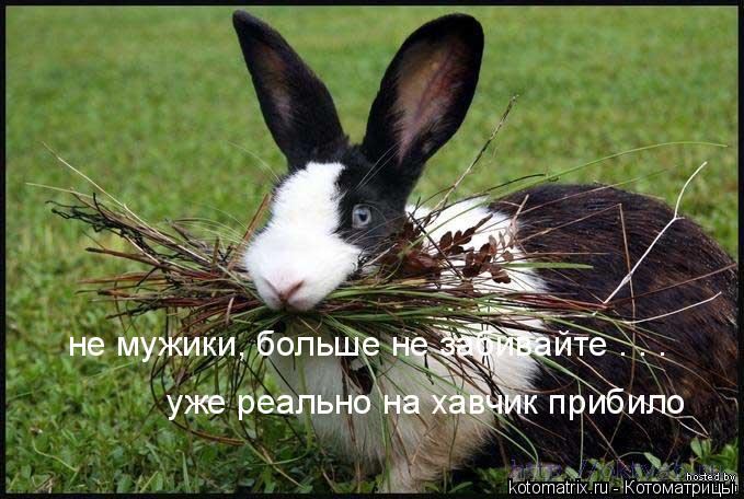 ... Котоматрица: