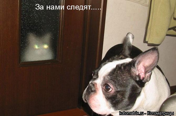 ... Котоматрица: