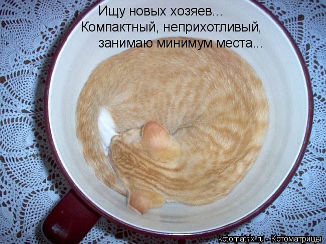 ... Котоматрица: