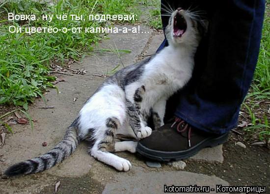 ... Котоматрица: