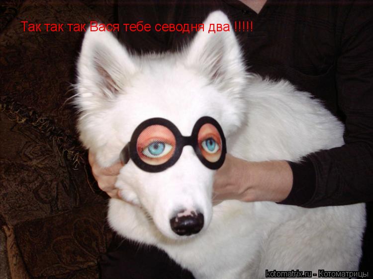 ... Котоматрица: