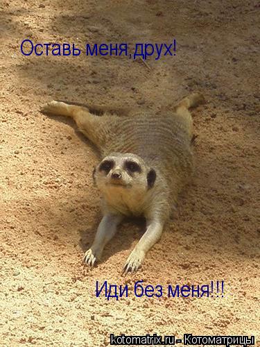 Котоматрица: 