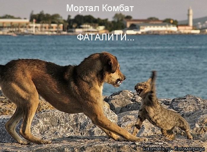 ... Котоматрица: