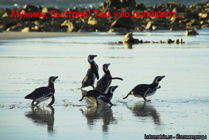 ... Котоматрица: