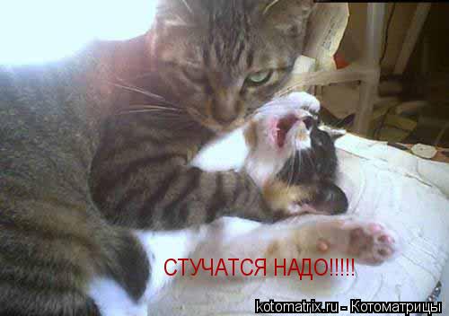 Котоматрица: 