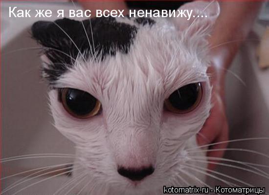 Котоматрица: 