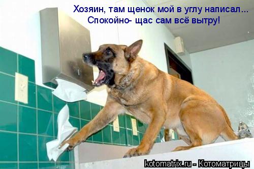 ... Котоматрица: