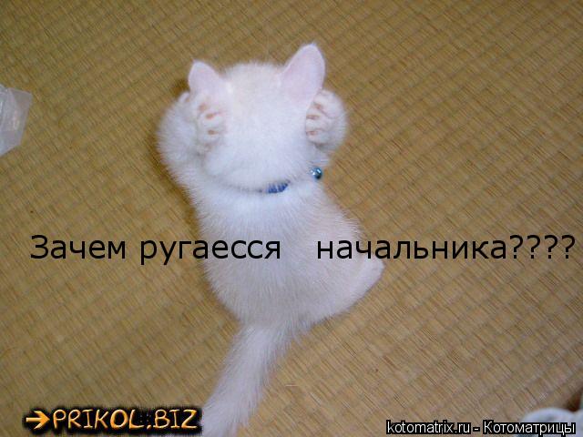 Котоматрица: 