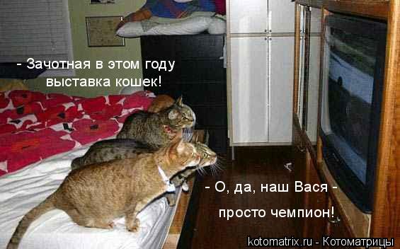 Котоматрица: 