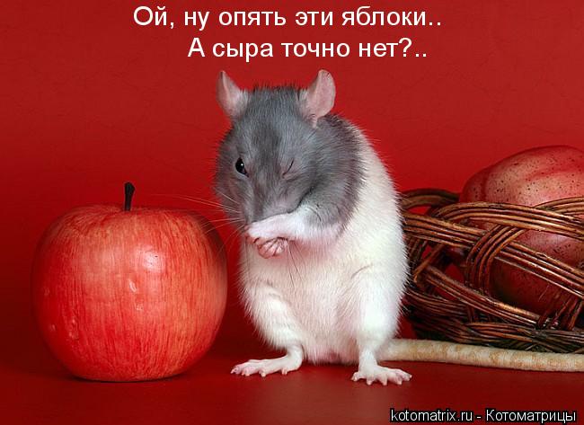 Котоматрица: 