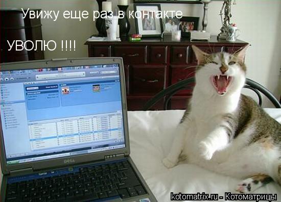 Котоматрица: 