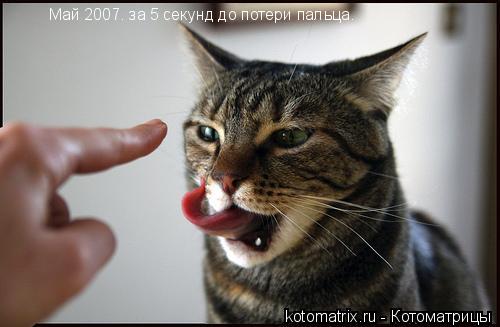 ... Котоматрица: