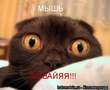 Котоматрица: 