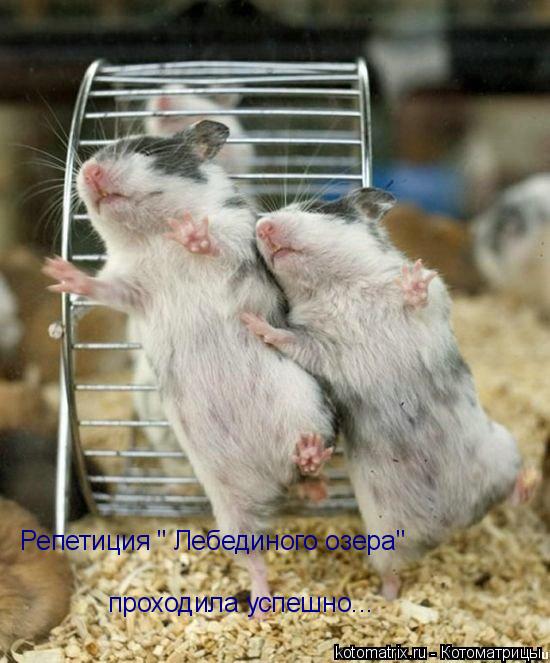 Котоматрица: 