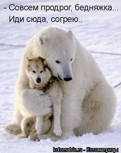 ... Котоматрица: