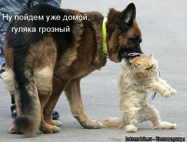 Котоматрица: 