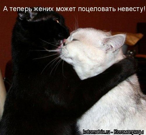 Котоматрица: 