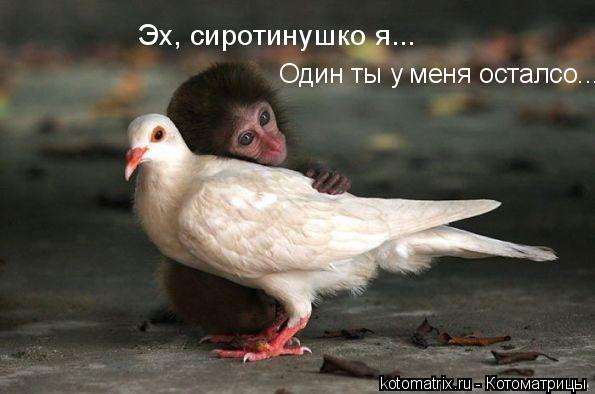 http://kotomatrix.ru/images/lolz/2008/04/07/k.jpg