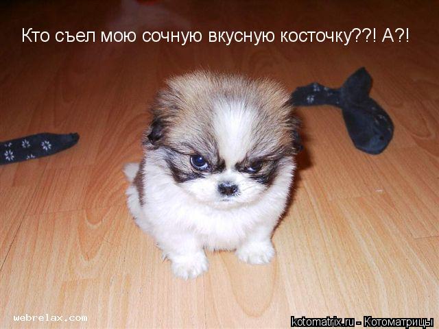 Котоматрица: 