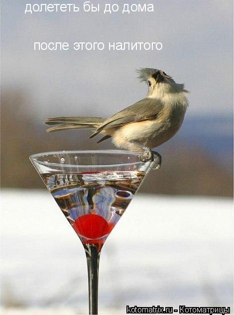 ... Котоматрица: