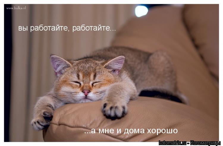 Котоматрица: 