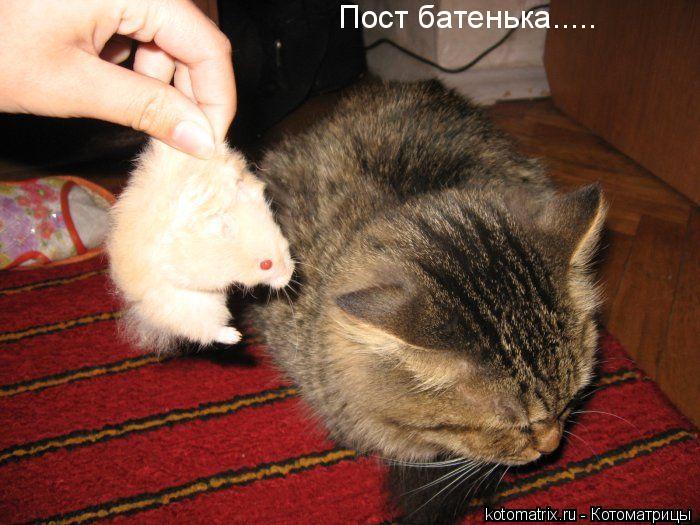 Котоматрица: 