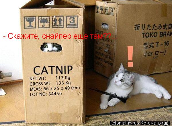 Котоматрица: 