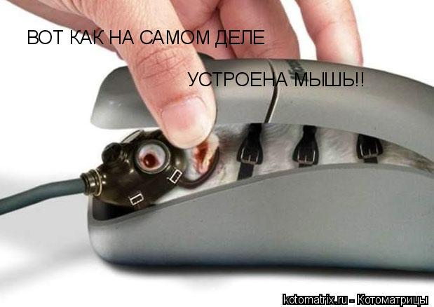 ... Котоматрица: