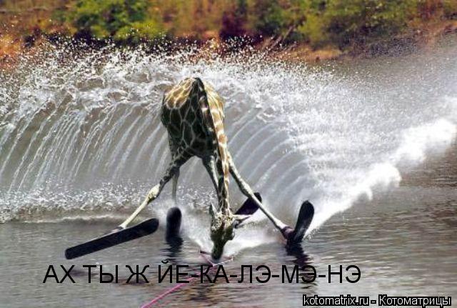 ... Котоматрица:
