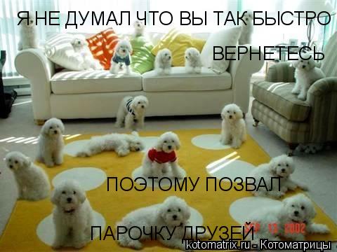 ... Котоматрица: