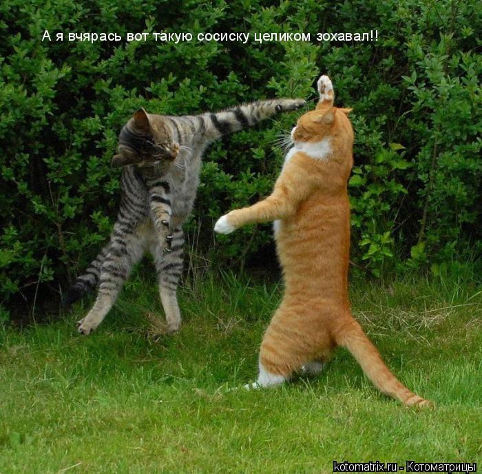 ... Котоматрица: