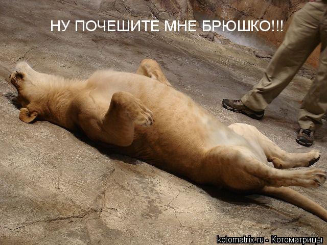 ... Котоматрица: