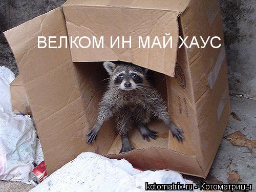 ... Котоматрица: