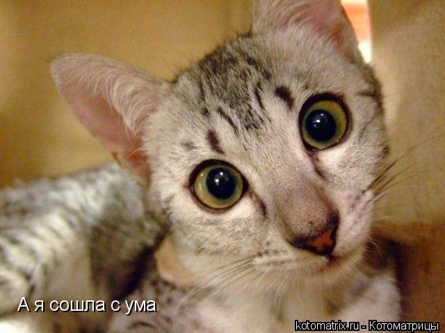 ... Котоматрица:
