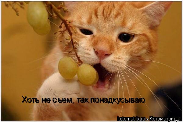 Котоматрица: 