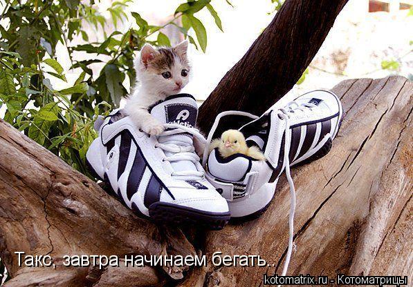 ... Котоматрица: