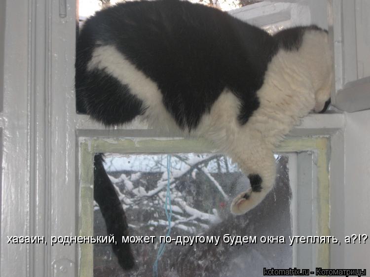 Котоматрица: 