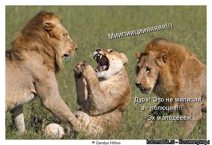 ... Котоматрица: