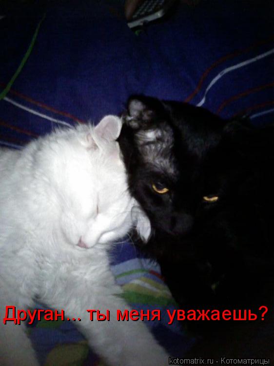 Котоматрица: 