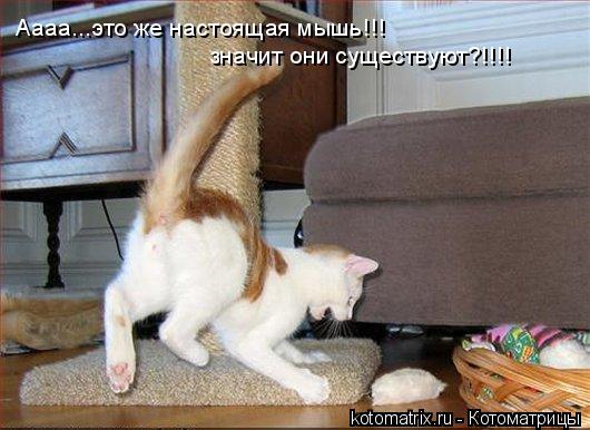 ... Котоматрица: