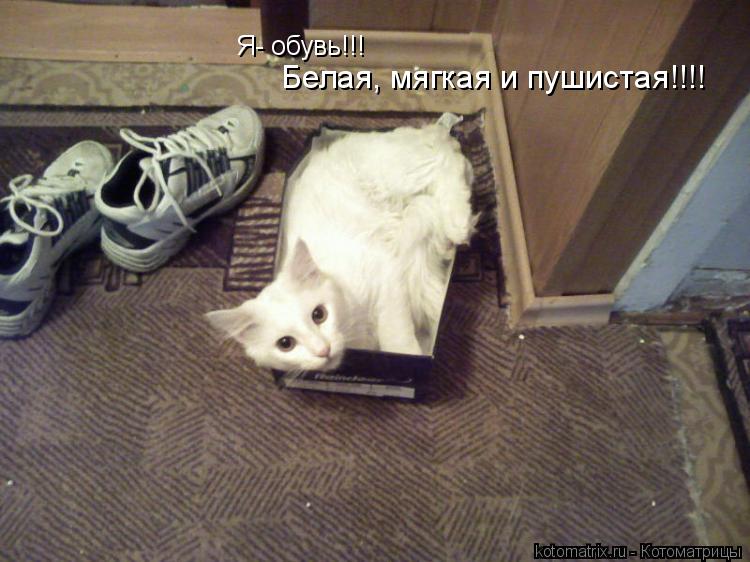 ... Котоматрица: