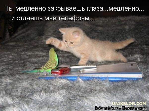 ... Котоматрица: