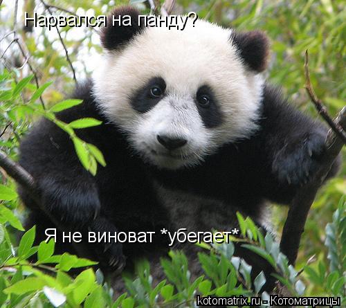 ... Котоматрица: