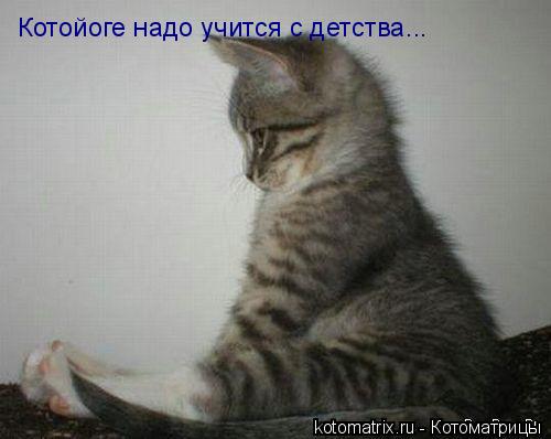 ... Котоматрица: