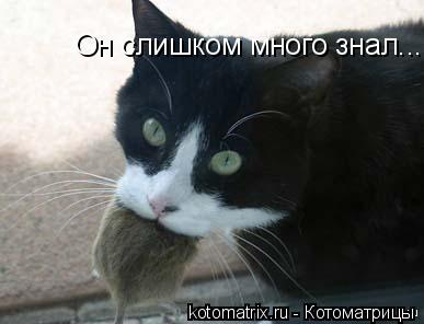 Котоматрица: 