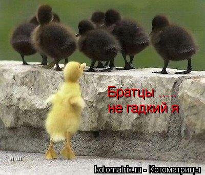 Котоматрица: 