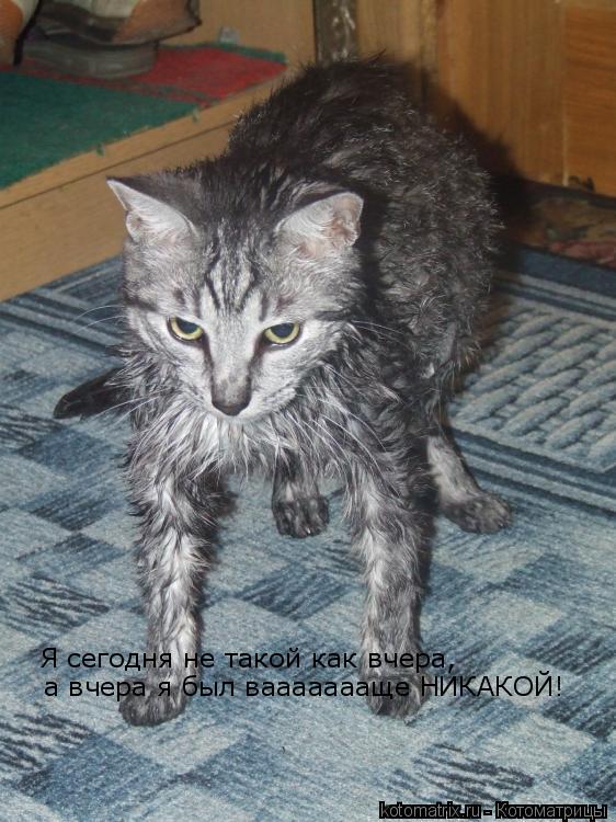 ... Котоматрица: