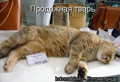 Котоматрица: 